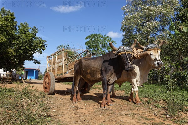 Agriculture