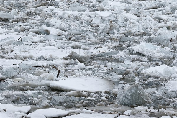 Pack ice in spring