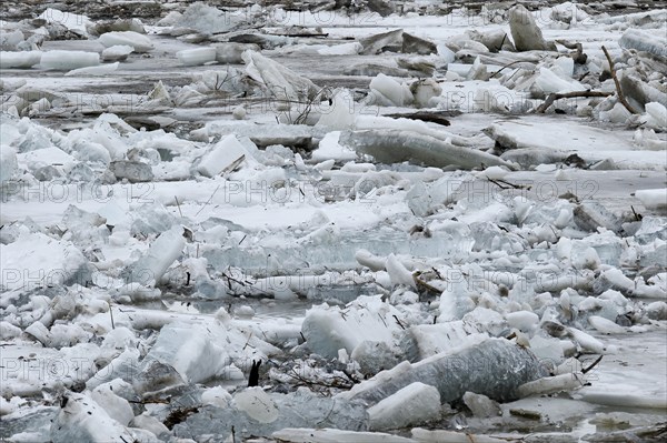 Pack ice in spring