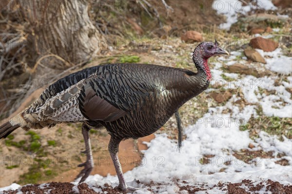 Wild turkey inside Zion National Park