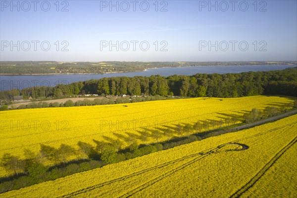 Rape in full bloom on large fields near Lake Ratzeburg