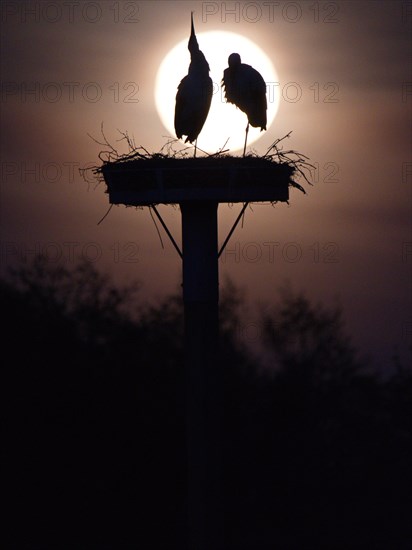 Pair of storks