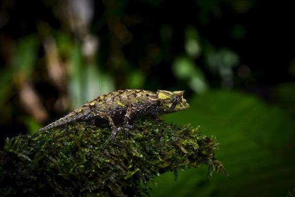 Earth chameleon