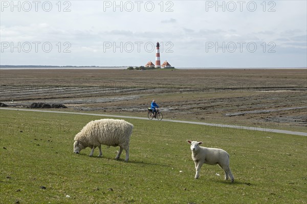 Ewe and lamb grazing on dyke in front of Westerhever lighthouse