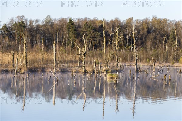 Dead trees in the Schwenninger moss