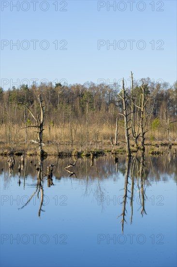 Dead trees in the Schwenninger moss