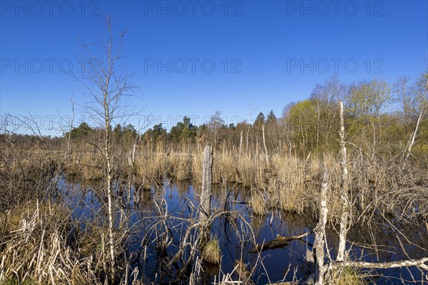 View over the Schwenninger moss