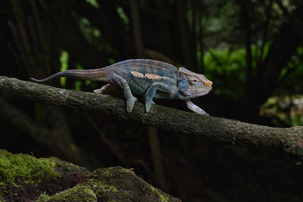 A male chameleon of the amber chamaeleon