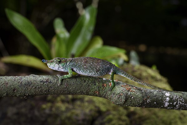 A male chameleon