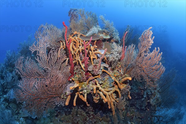 Coral block with deep sea black sea fan