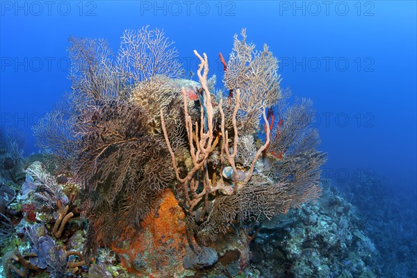 Coral block with deep sea black sea fan