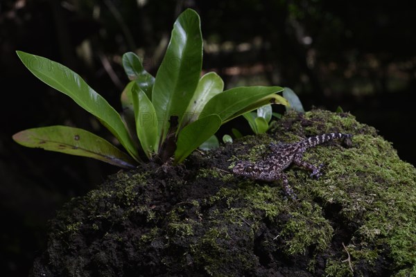 Big-headed gecko of the genus