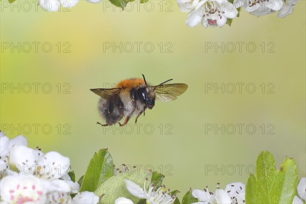 Common carder-bee