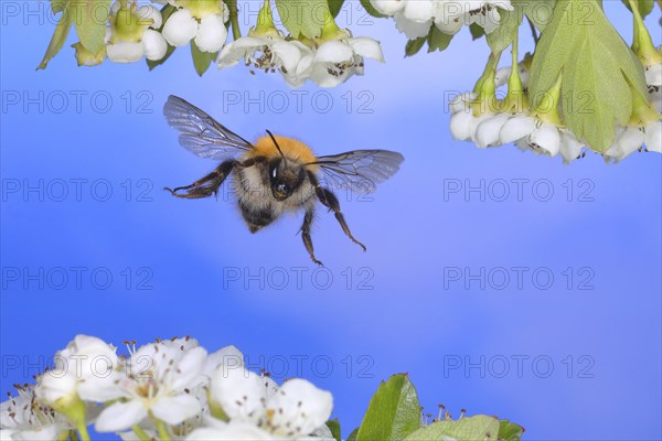 Common carder-bee