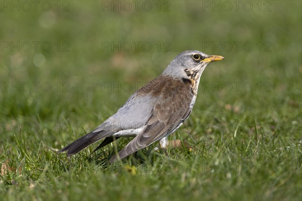 Fieldfare