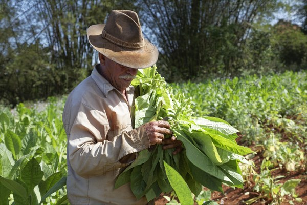 Tobacco farmer with hat picking tobacco leaves in field