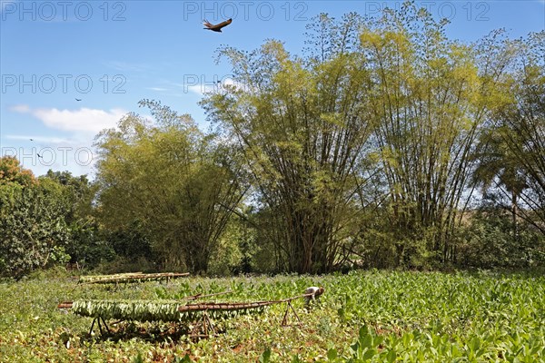 Tobacco farmer picking tobacco leaves in field