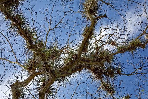 Tree overgrown with pincushion air plant