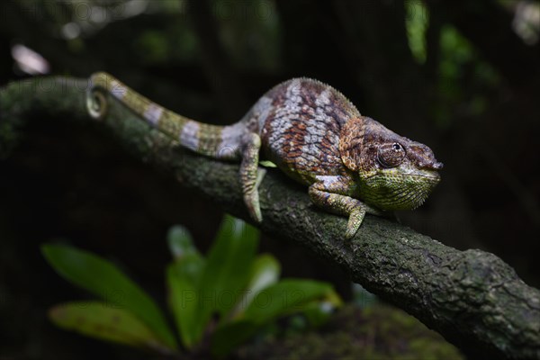 Elephant-eared chameleon male of the species