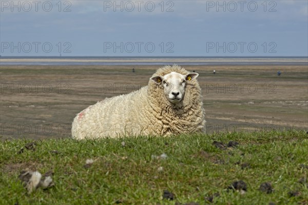 Sheep on dyke
