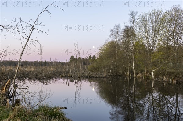 View over the Schwenninger moss