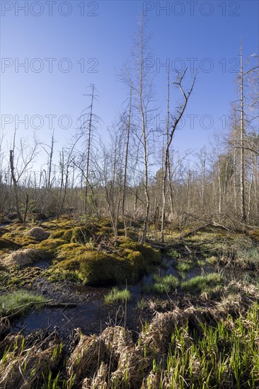 Schwenninger moss nature reserve