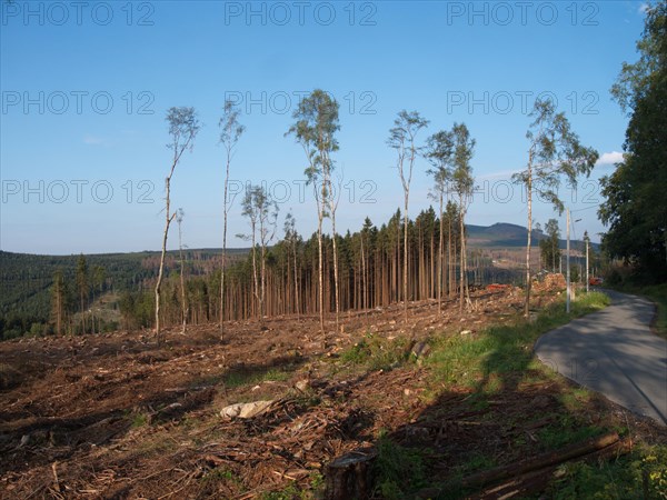 Landscape in the High Harz Mountains