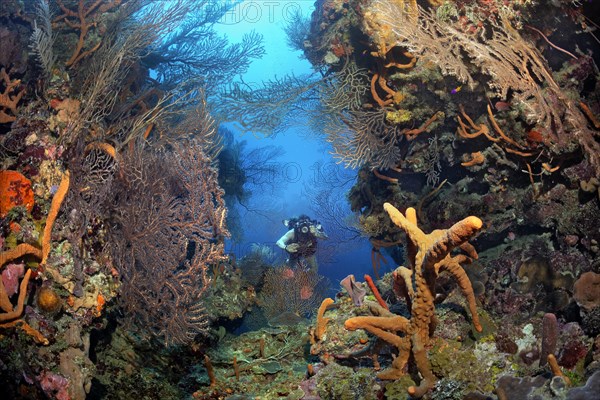 Diver with underwater camera photographs reef breach with black sea fan