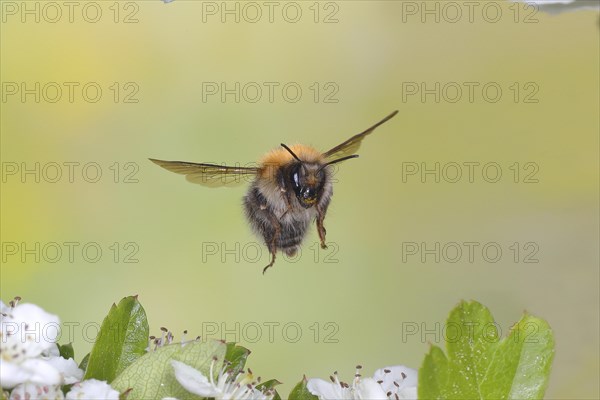 Common carder-bee