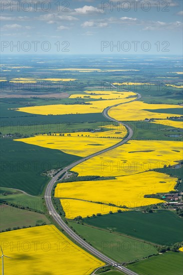 Yellow rape fields