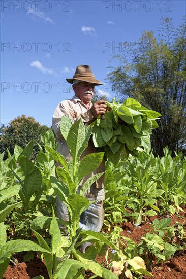 Tobacco farmer with hat picking tobacco leaves in field