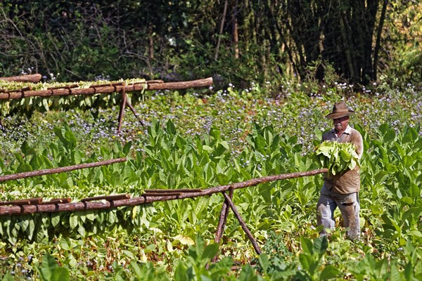 Tobacco farmer hanging tobacco leaves to dry on wooden rack