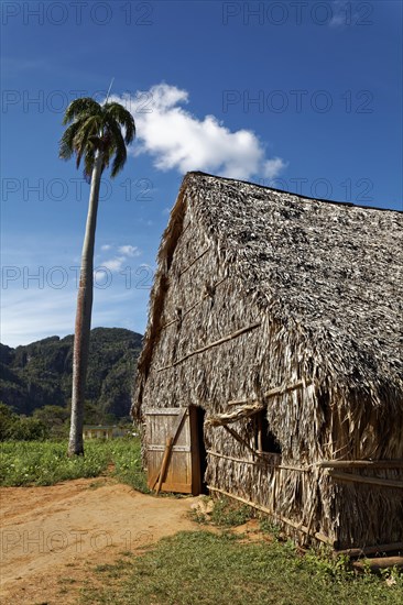 Tobacco plantation with barn for drying tobacco leaves