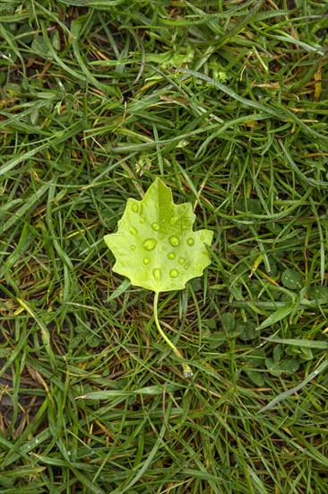 Small green leaf laying on grass