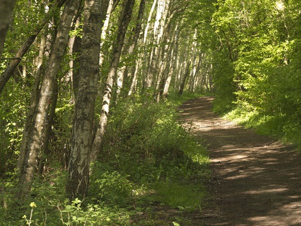 Hiking trail at Mechower See. in the Schaalsee UNESCO Biosphere Reserve in Northwest Mecklenburg