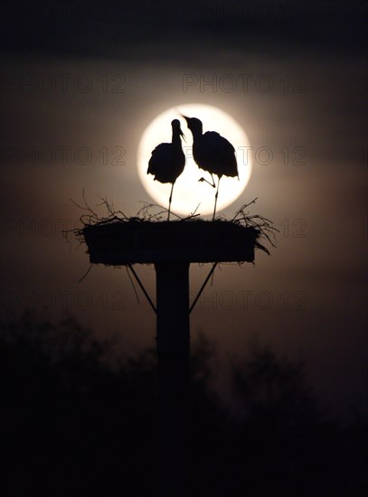 Pair of storks