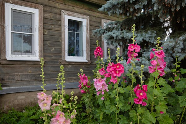 Flowers near windows