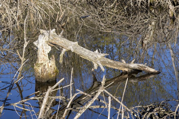 Dead fir in the Schwenninger moss