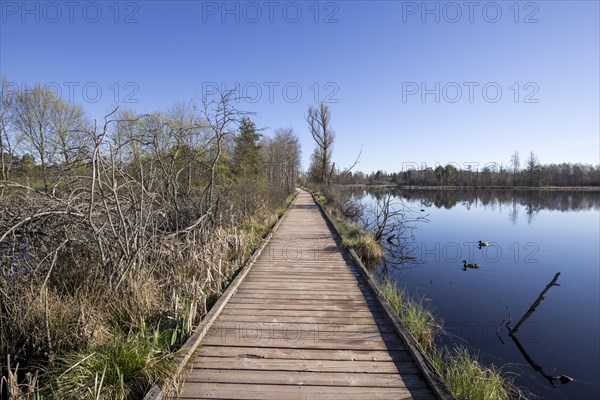 Wooden footbridge in the Schwenninger moss nature reserve