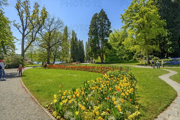 Yellow and red tulips