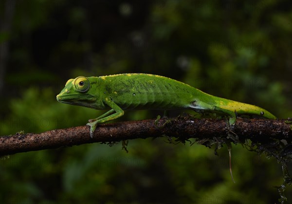 A male chameleon of the genus