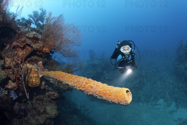Diver with lamp looking at yellow-green candle sponge
