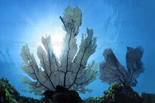 Common sea fan