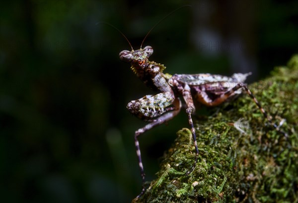 Praying mantis unknown species in the rainforests of Marojejy National Park