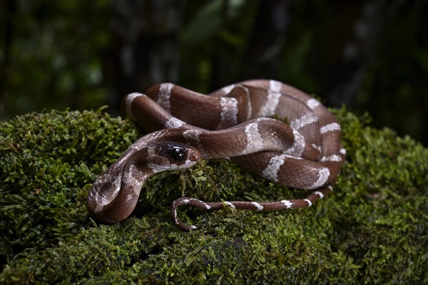 A snake of the genus