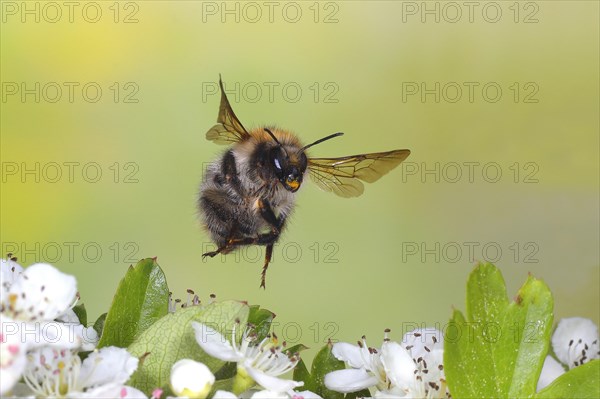 Common carder-bee