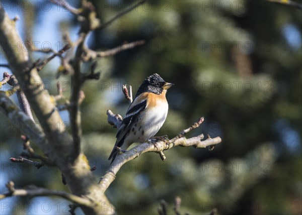 Brambling