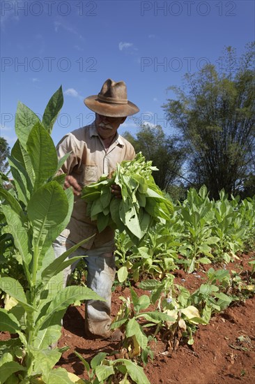 Tobacco farmer with hat picking tobacco leaves in field