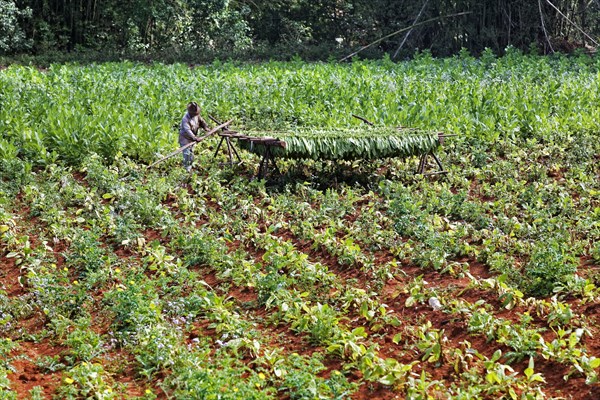 Tobacco farmer on tobacco platage with tobacco leaves hung up to dry