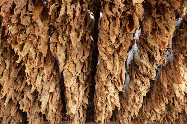 Tobacco leaves hanging to dry on wooden rack in barn